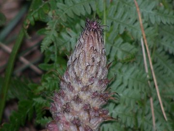 Orobanche rapum-genistae